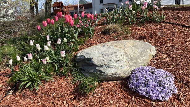 A garden with pink and white tulips, a large rock, and purple flowers. - The Clipper - 1747 Historic Isaac Pierce House 1st Floor (Somerset)