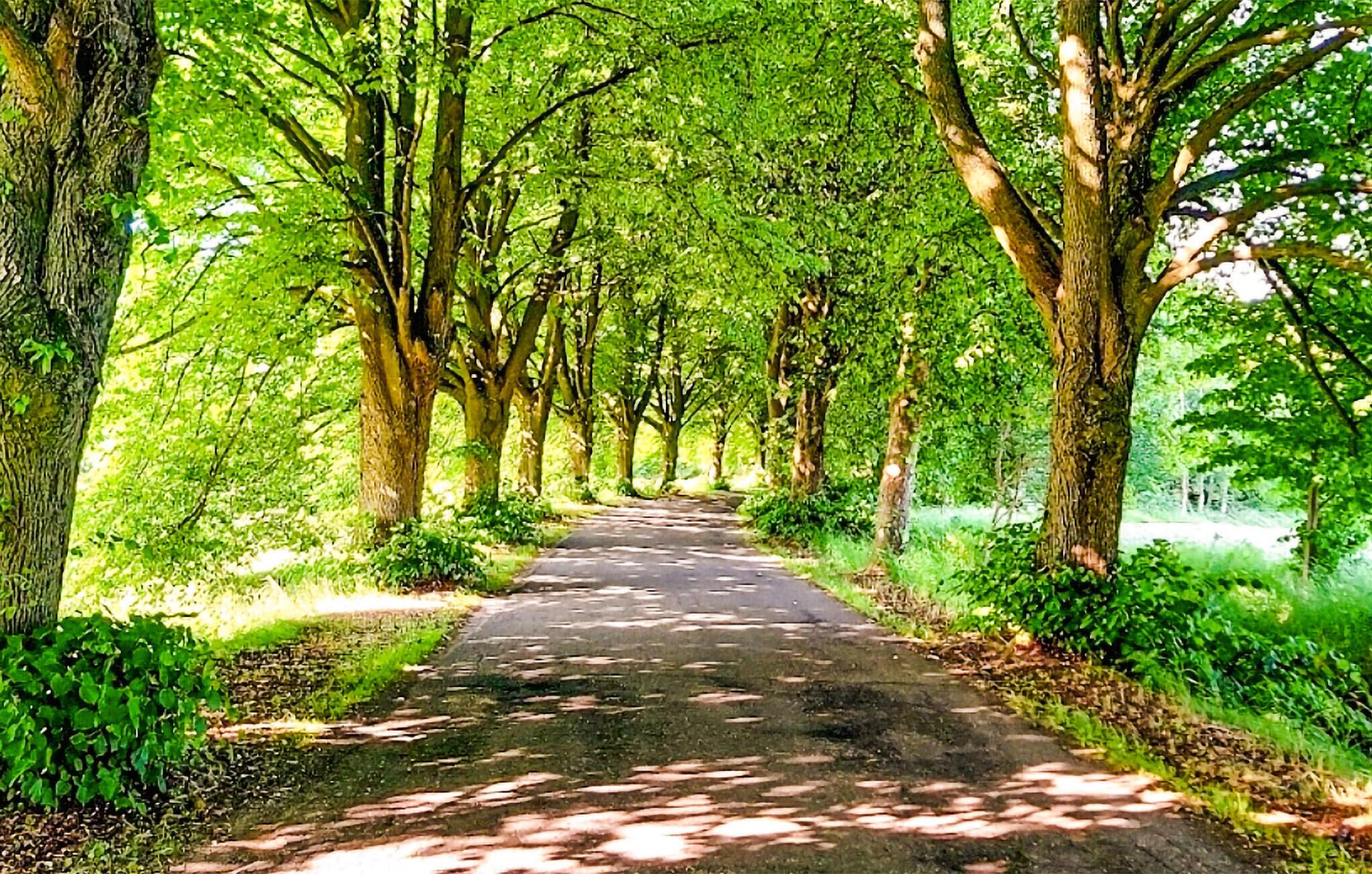 A tree-lined pathway in a park.