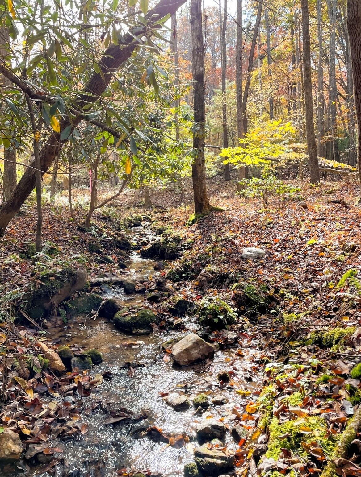 Un ruisseau de forêt, avec des rochers et des feuilles mortes.