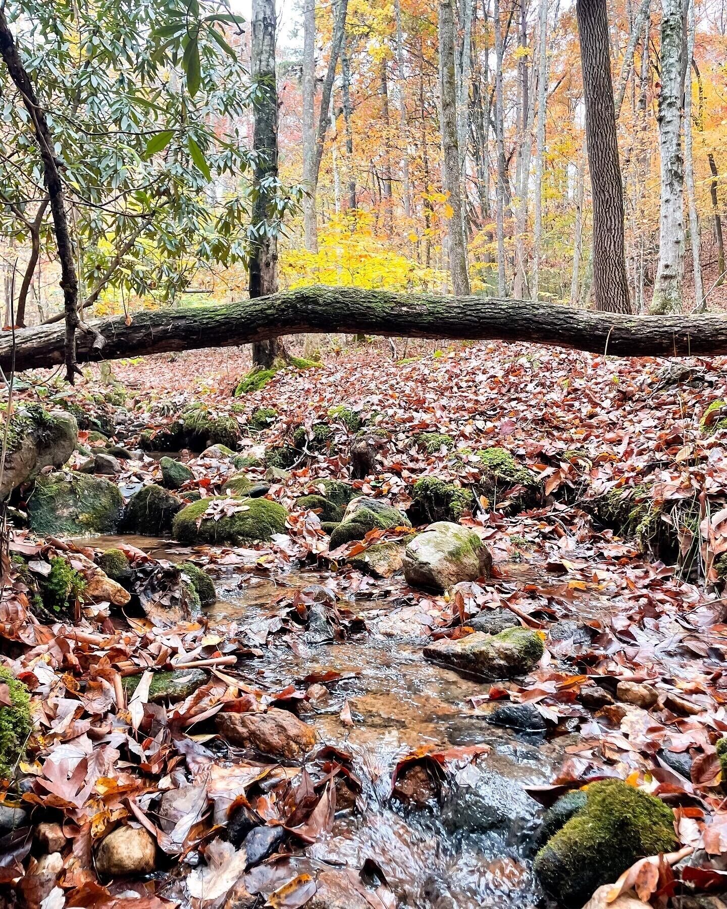 Un ruisseau de forêt, avec des rochers et des feuilles mortes.