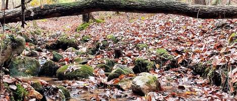 Un ruisseau de forêt, avec des rochers et des feuilles mortes.