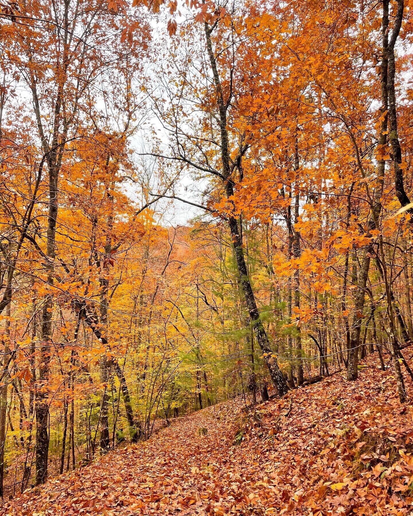 Un bosque con árboles frondosos y un sendero cubierto de hojas caídas.