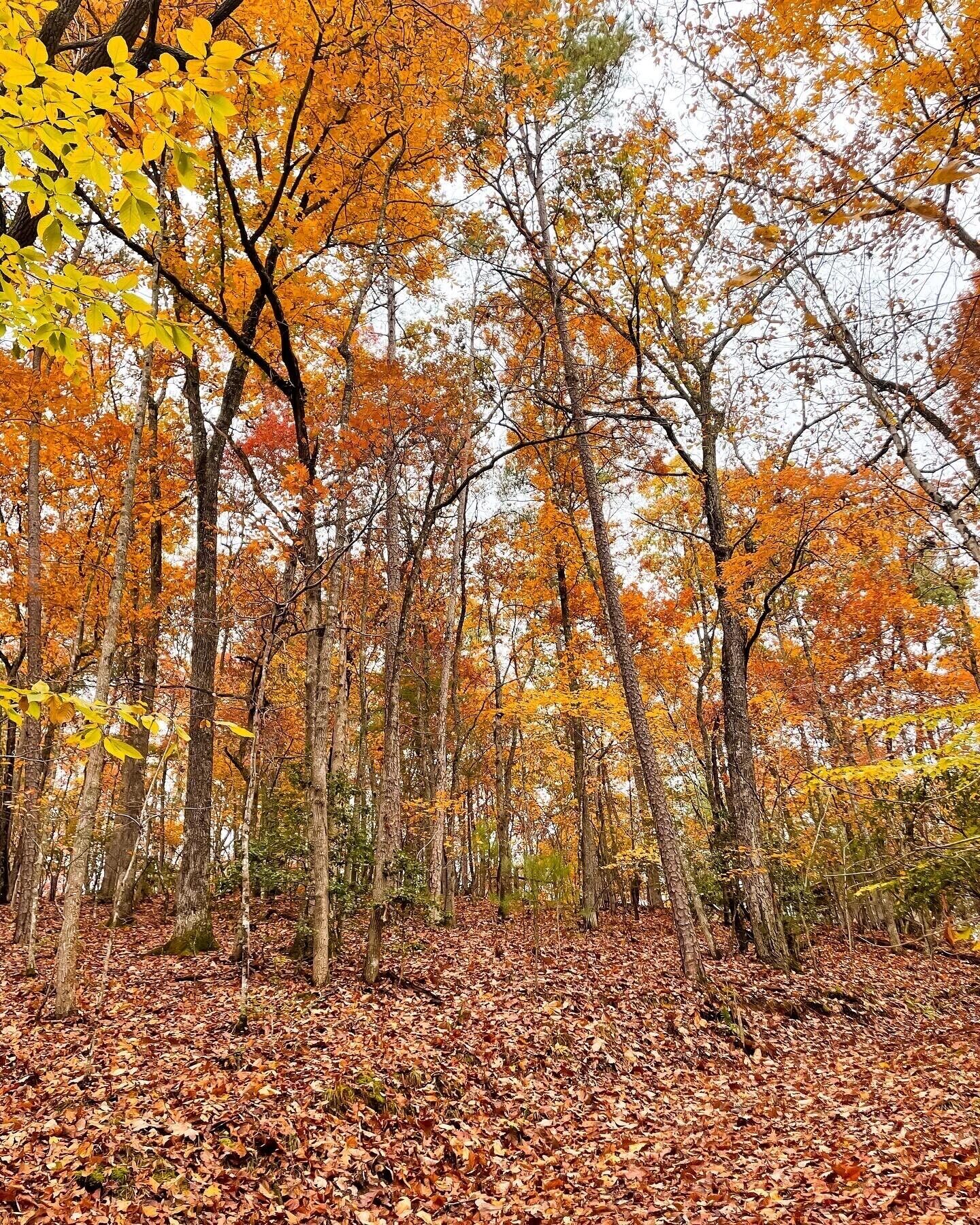 Une forêt où les arbres arborent leurs couleurs automnales.