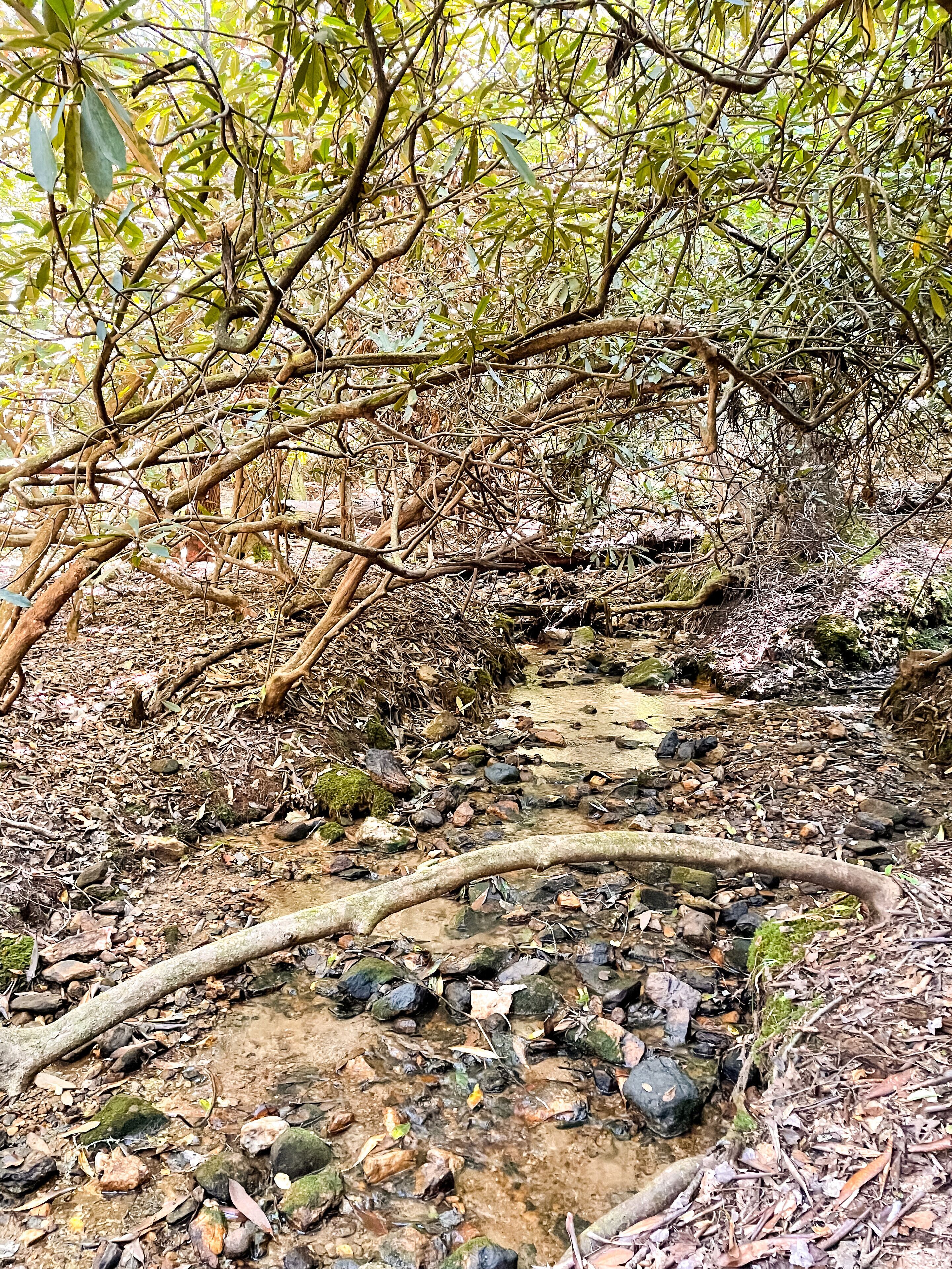 Entorno natural con arroyo, rocas y vegetación densa.