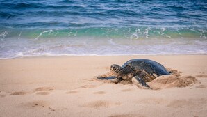 A sea turtle on a sandy beach with ocean waves in the background. - Spacious 2bedroom/2bath Beach Front Condo (Lahaina)