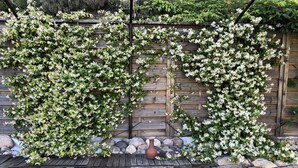 A garden wall with climbing white flowers, a stone wall, and a rustic wooden fence. - Beautiful Provencal house with magnificent view of pool and garden (ROGNES)