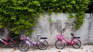 Drie roze fietsen staan tegen een betonnen muur, erboven groen begroeing.