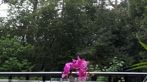 Een tafel buiten, met uitzicht op weelderige begroeiing.