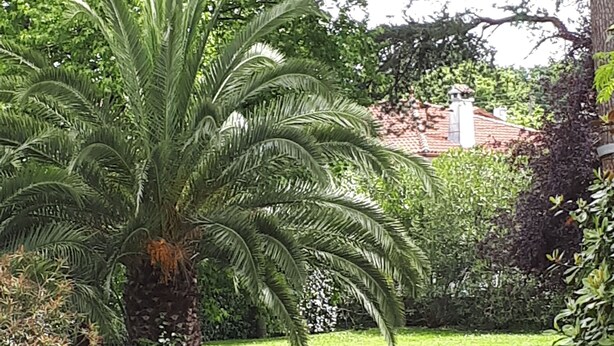 Een goed onderhouden tuin met een grote palmboom, een struikje en een pad dat naar een gebouw met een rood dak leidt.
