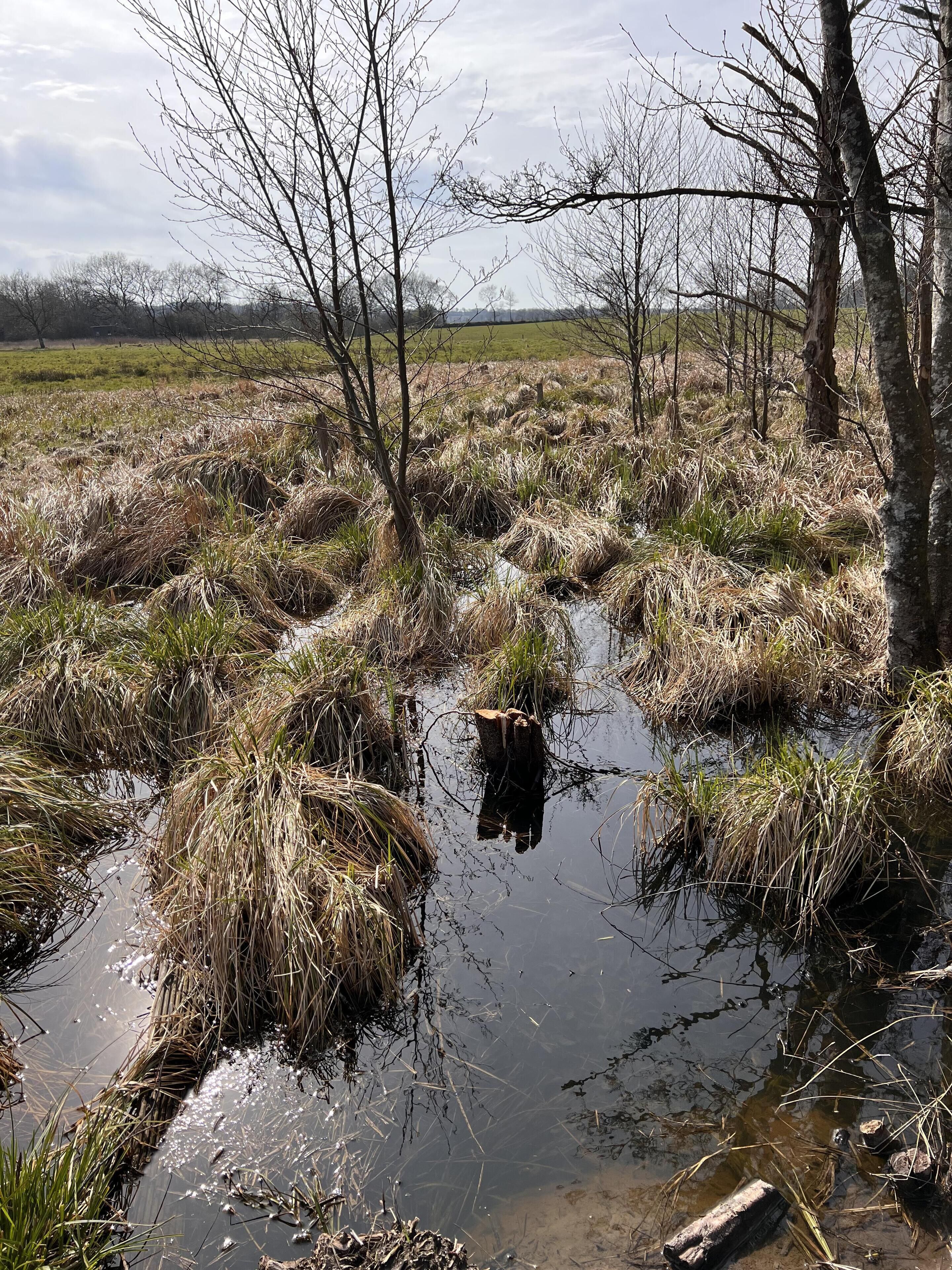 A natural landscape with a water body surrounded by grass and trees.