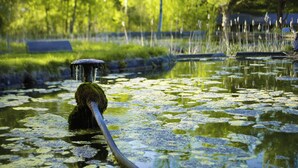Un étang avec des nénuphars et une pompe à eau.