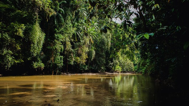 A river surrounded by dense, tropical vegetation. - Amadamata Refúgio Ecológico (Nova Friburgo)