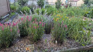 Un jardin où l’on trouve différentes espèces de plantes, et une pancarte indiquant : « Restaurant pour papillons ».