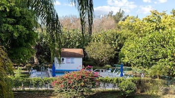 Relax by the serene pool surrounded by lush greenery and palm trees.