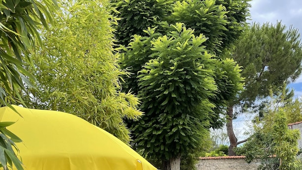 Un jardin avec une table à manger, des chaises, un parasol jaune, un barbecue et une végétation luxuriante.