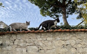Exterior - SMALL STUDIO ON GARDEN - CITY CENTER - FREE PARKING - BICYCLE SHELTER  (La Rochelle)