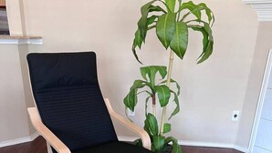 A room with a wooden chair and ottoman, a potted plant, and a white wall. - Backyard Sanctuary with 4 Bedrooms House (Plano)