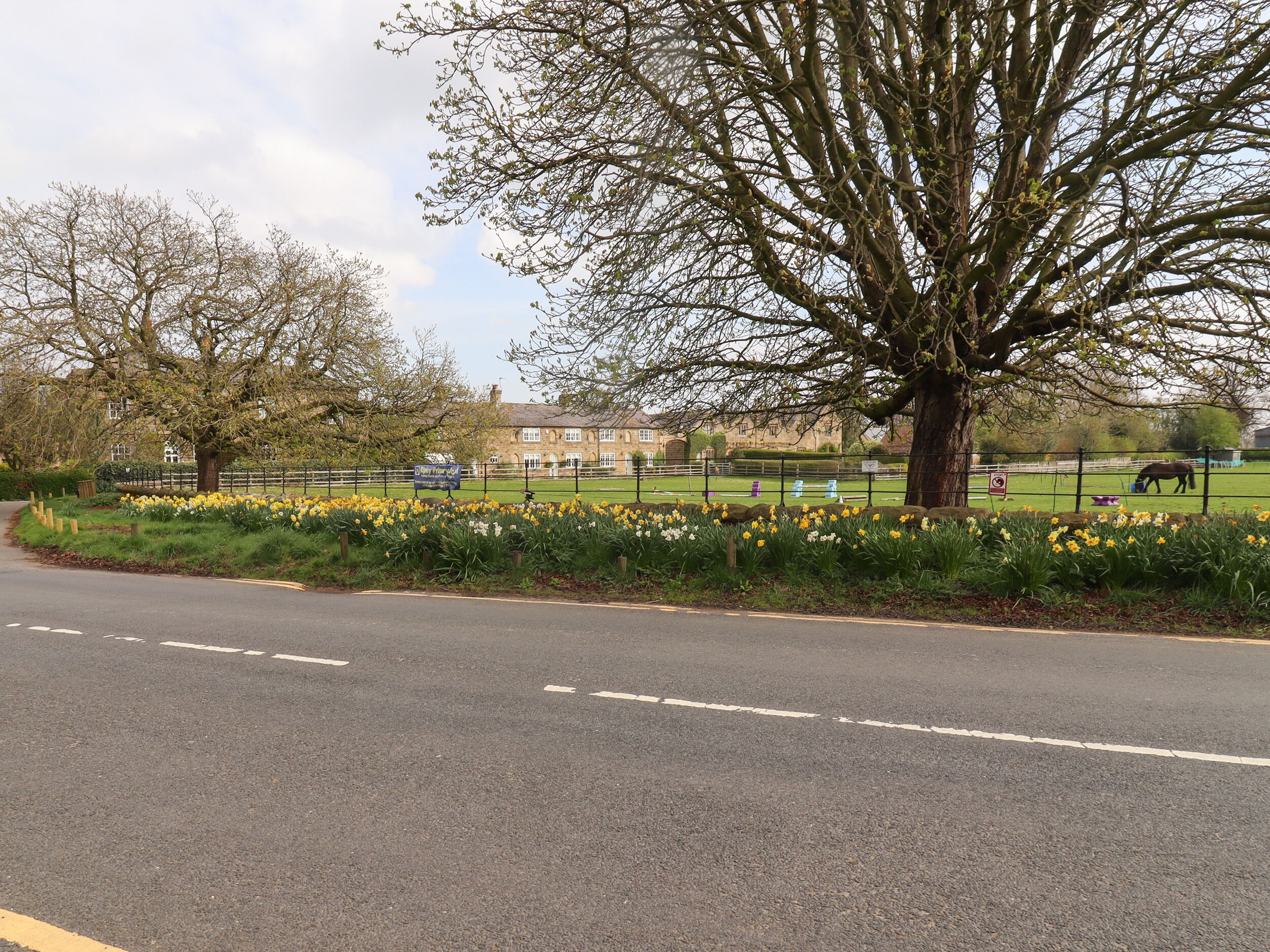 A road with a fence and a field of daffodils.