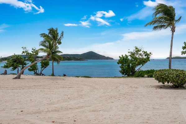 A beach with palm trees and a clear view of the sea.