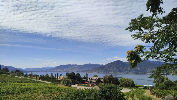 A vineyard with a patio area featuring outdoor seating. - Modesta Winery Guest House (Naramata)