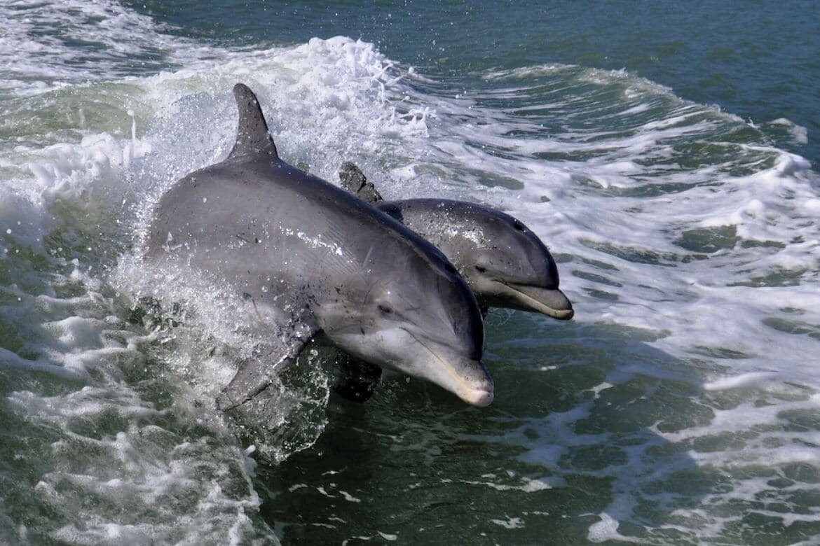 Two dolphins in the water.