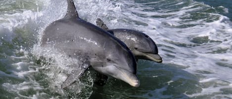 Two dolphins in the water.