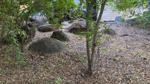 A natural outdoor area with trees, rocks, and a pathway. - Moon River Cottage • Loft • River Access • Fireplace • Peaceful • Near Sequoia (Three Rivers)