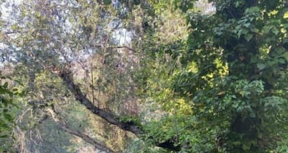 Moon River Cottage • Loft • River Access • Fireplace • Peaceful • Near Sequoia