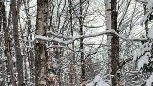 Señal para 'Trailside Stays' en un bosque nevado.