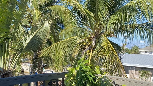 A wooden deck with a potted plant and palm trees in the background.