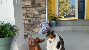 A cat sitting on a porch with a decorative pig and a bag of cat food.