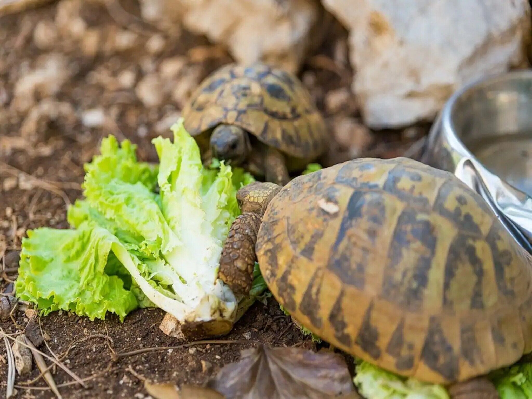 A tortoise eating lettuce on the ground.