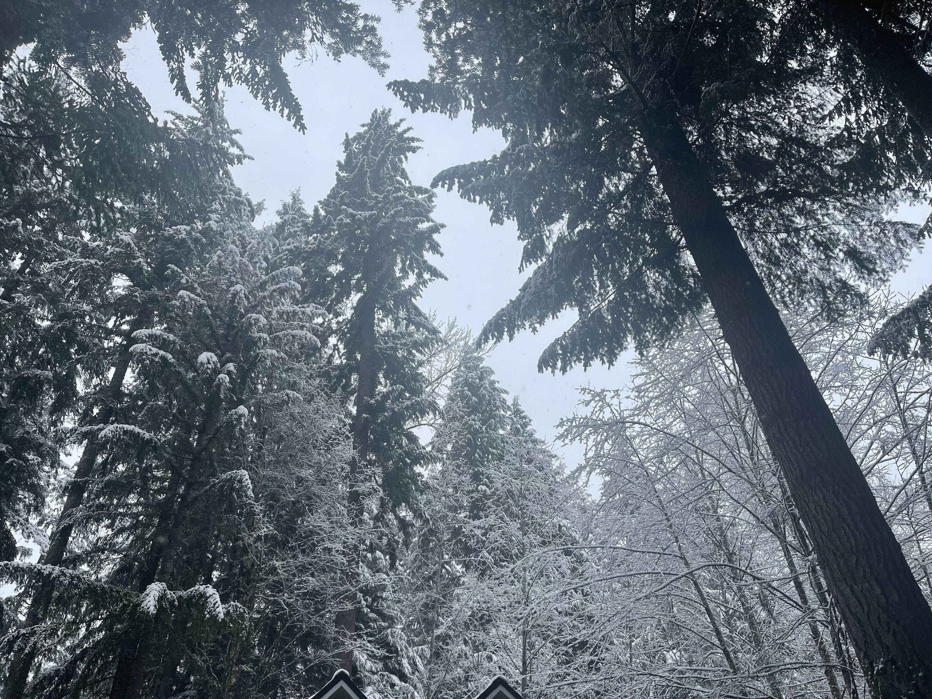 Un denso bosque de altos árboles siempreverdes cubiertos de nieve.