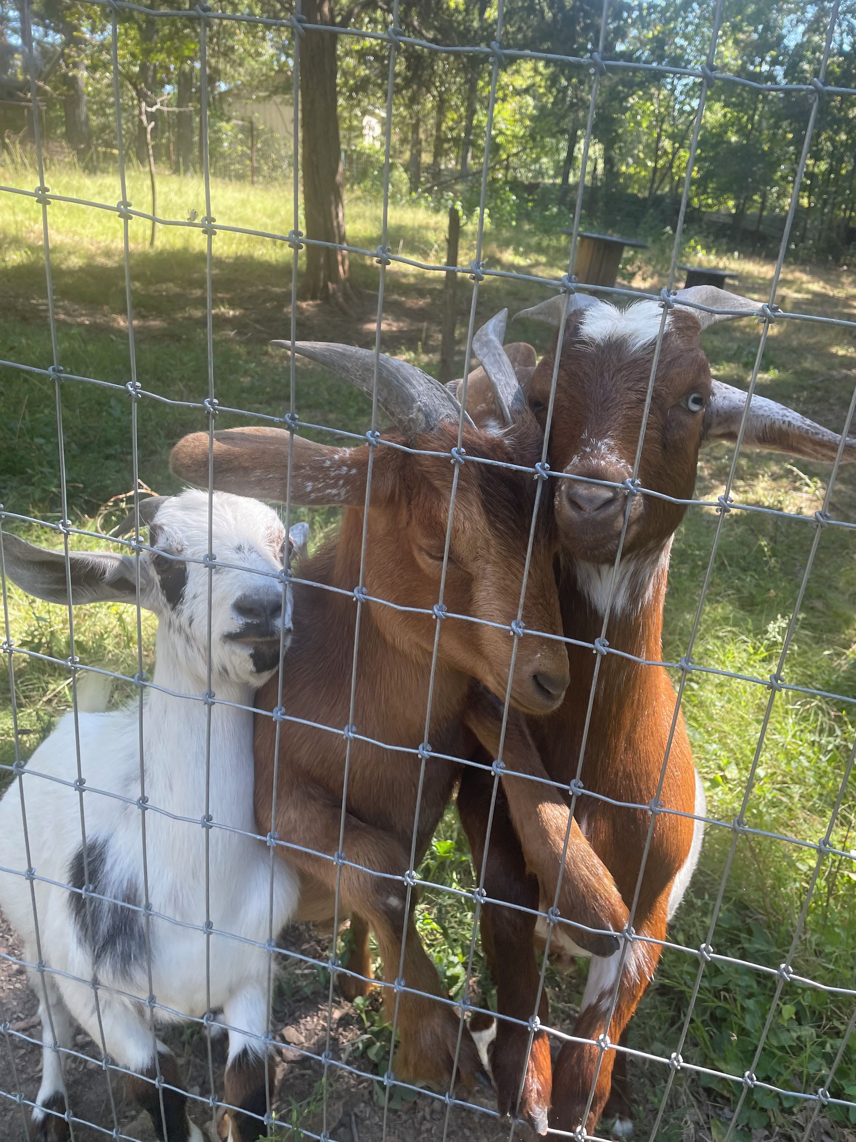A goat behind a wire fence.