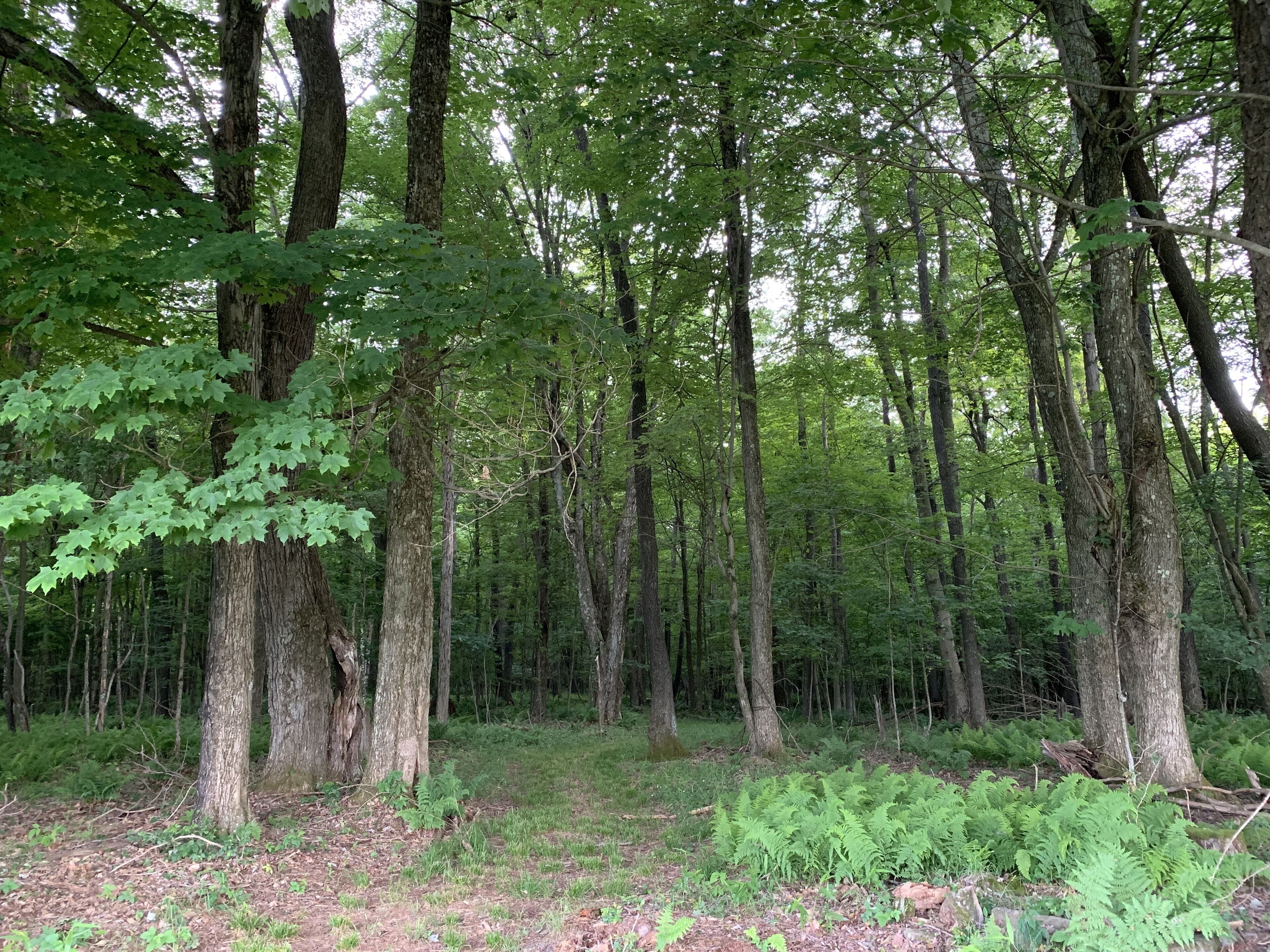 A dense forest with tall trees and undergrowth.