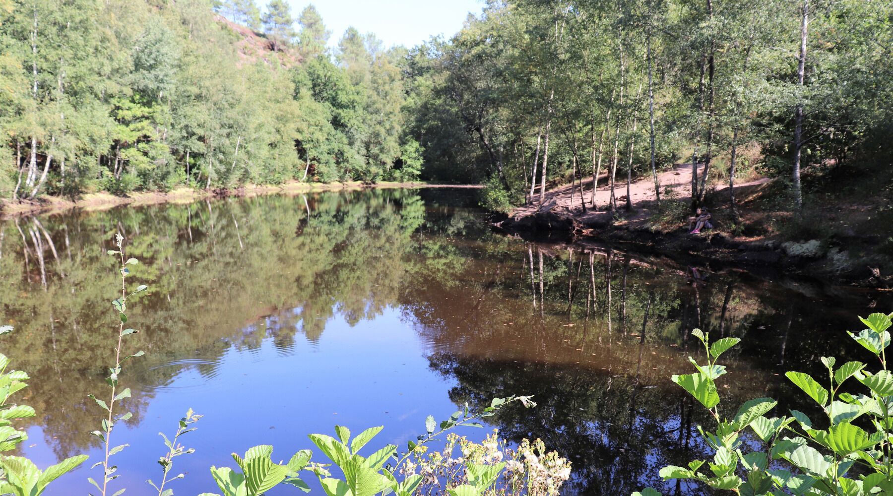 A calm lake surrounded by dense forest, with a rocky shoreline and some vegetation in the foreground.