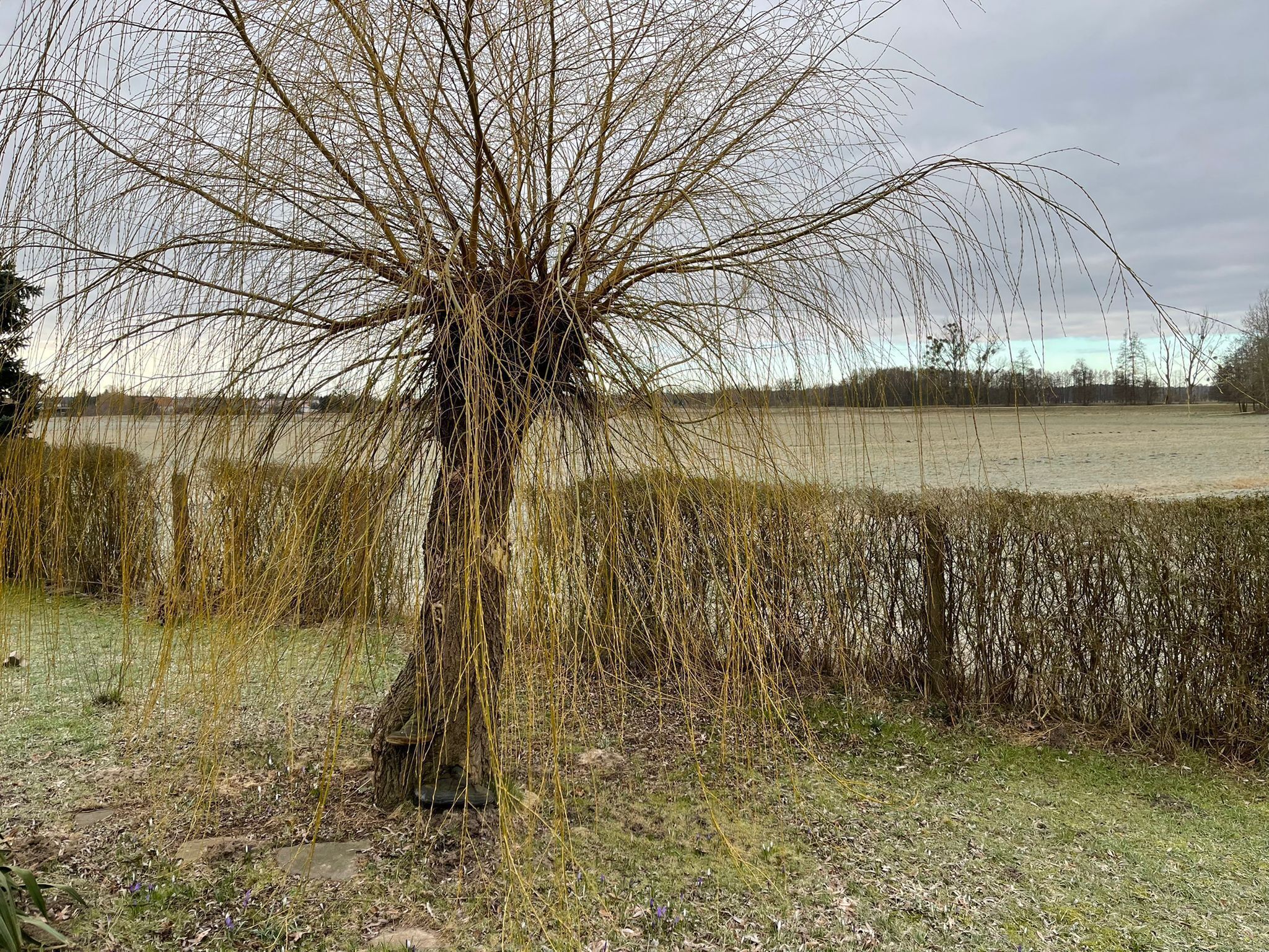 A tree with bare branches in a rural setting.