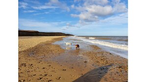 A beach with pebbles and sand, a dog, and waves. - Bonneys Barn Retreat - Luxury homely getaway (000)