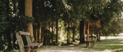 A bench in a park with trees in the background.