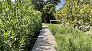 A concrete pathway flanked by dense green foliage, leading to a building with a sloped roof. - Ruscana by Pinarello Villa Services (Pinarello)