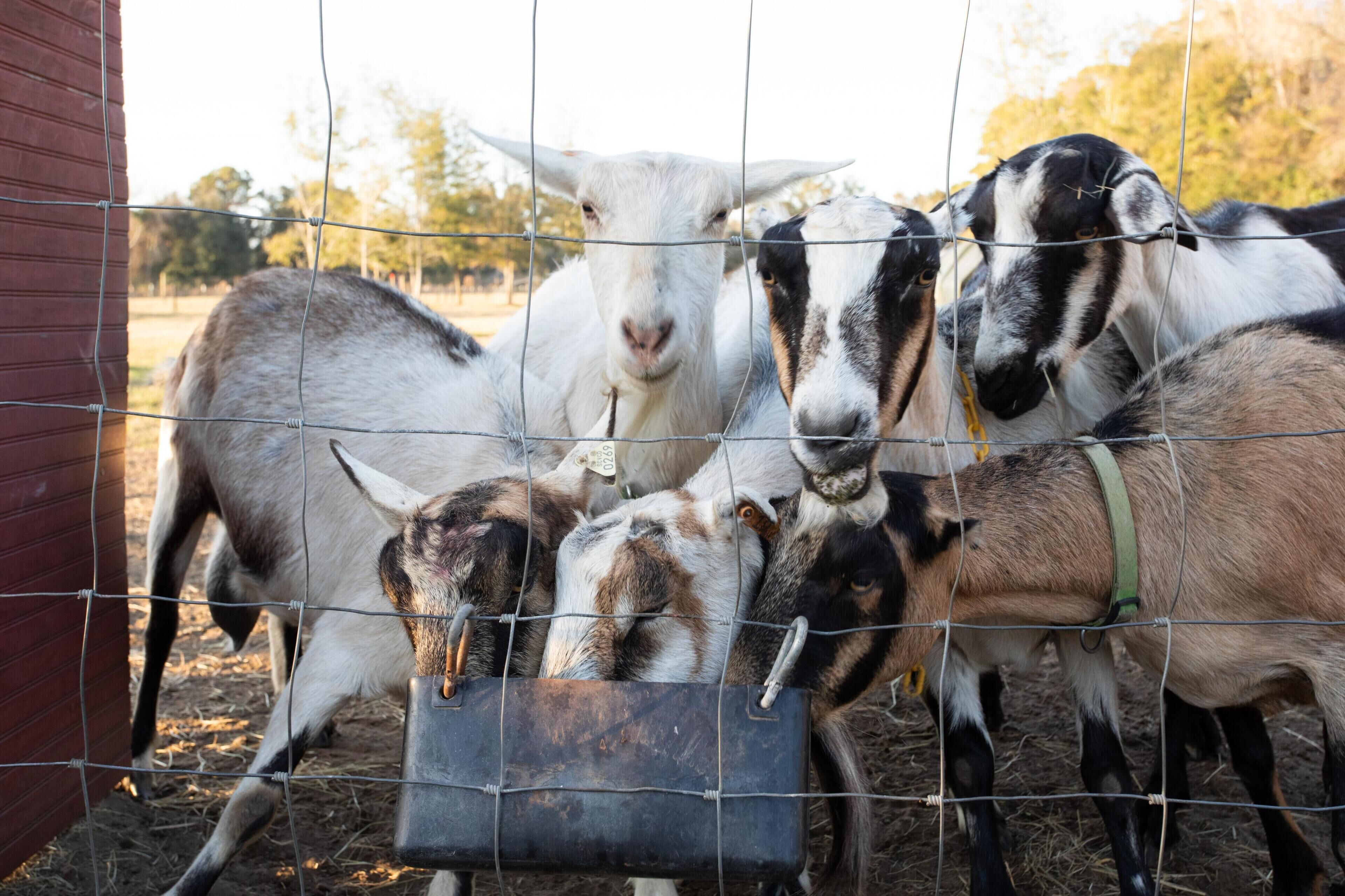 A group of goats behind a wire fence, with a metal feeding trough in the foreground.