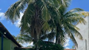 A clear blue swimming pool surrounded by palm trees and a building with a tiled roof. - Beach bed and Breakfast (Saquarema)