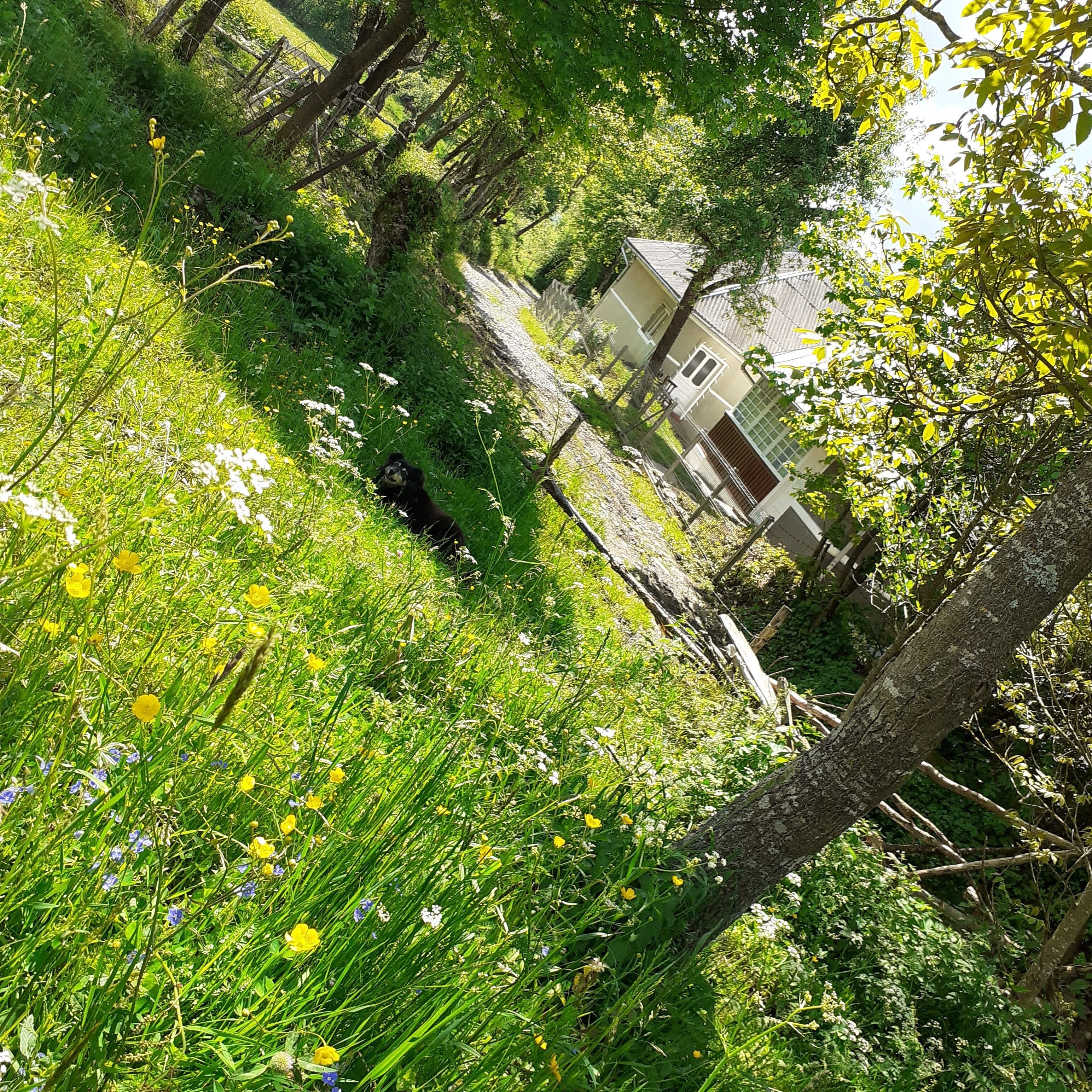 Kamar, 1 kamar tidur, Boleh Merokok, patio | Halaman properti