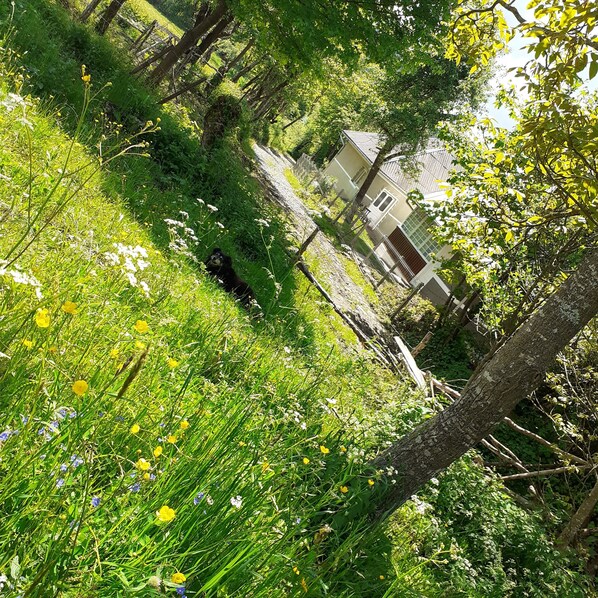 Camera, 1 camera da letto, fumatori, patio | Parco della struttura