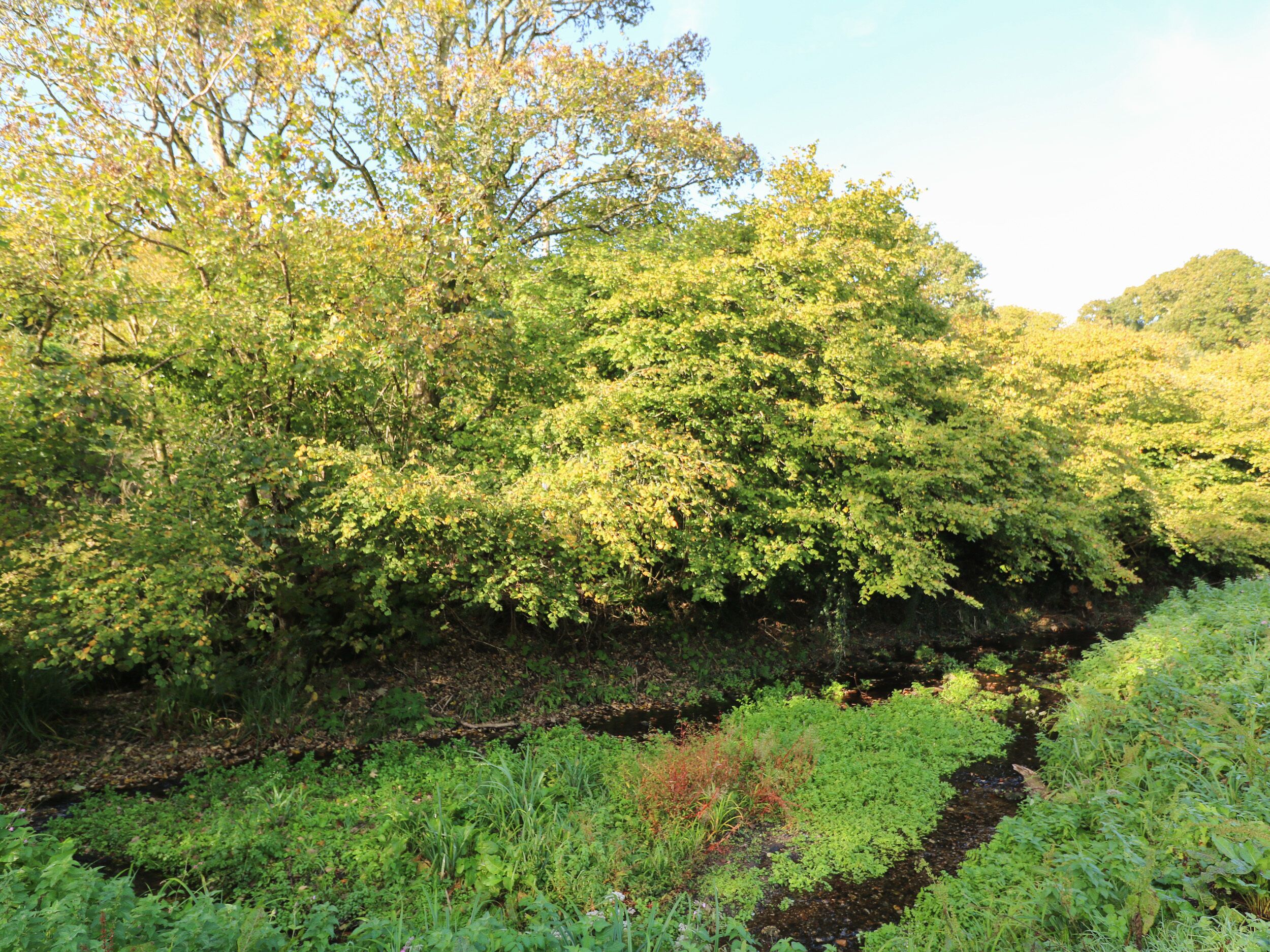 A natural landscape with dense greenery and trees.