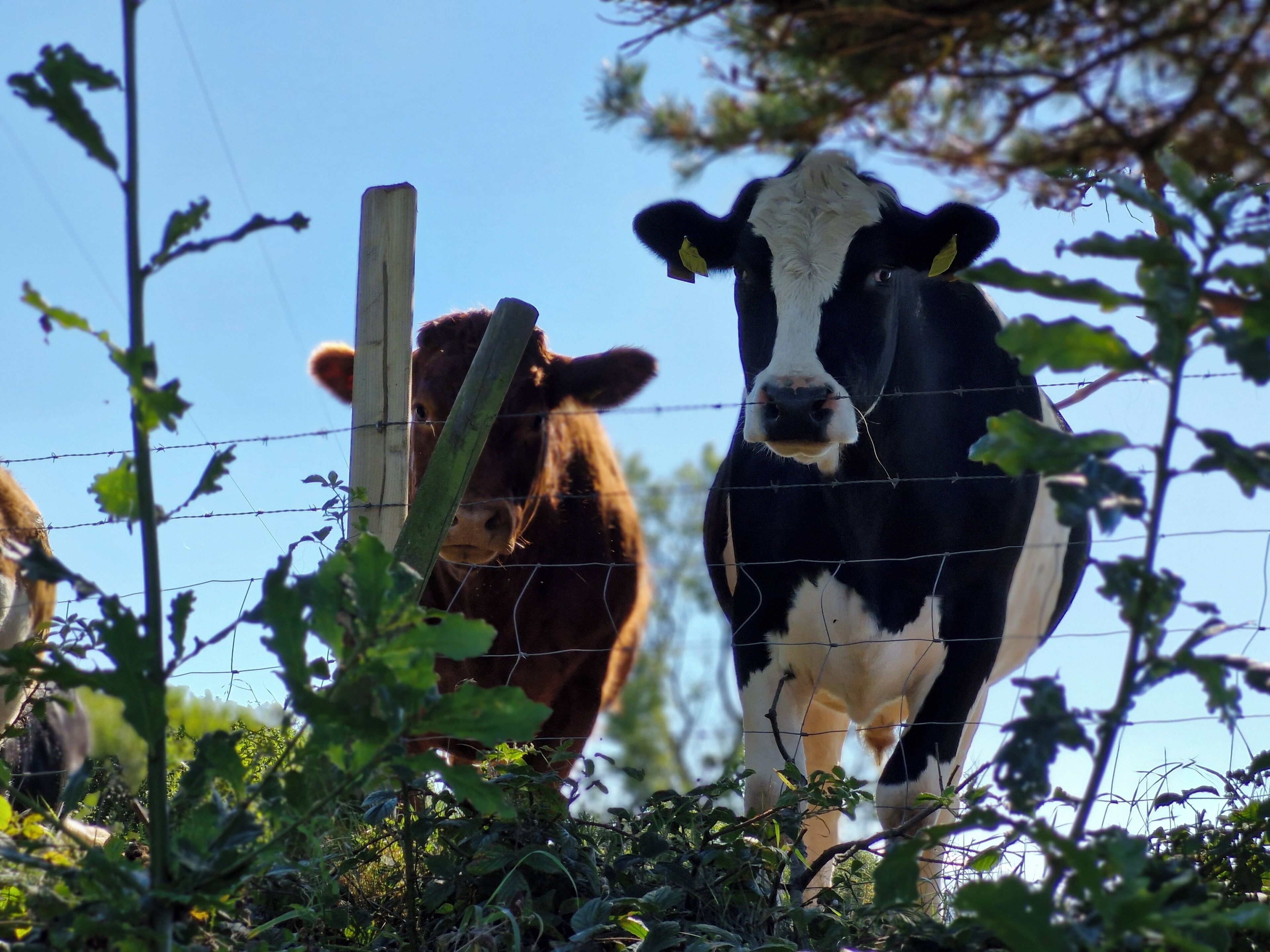 Deux vaches se tiennent derrière une clôture en fil de fer barbelé, avec de la végétation au premier plan.