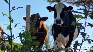 Deux vaches se tiennent derrière une clôture en fil de fer barbelé, avec de la végétation au premier plan.