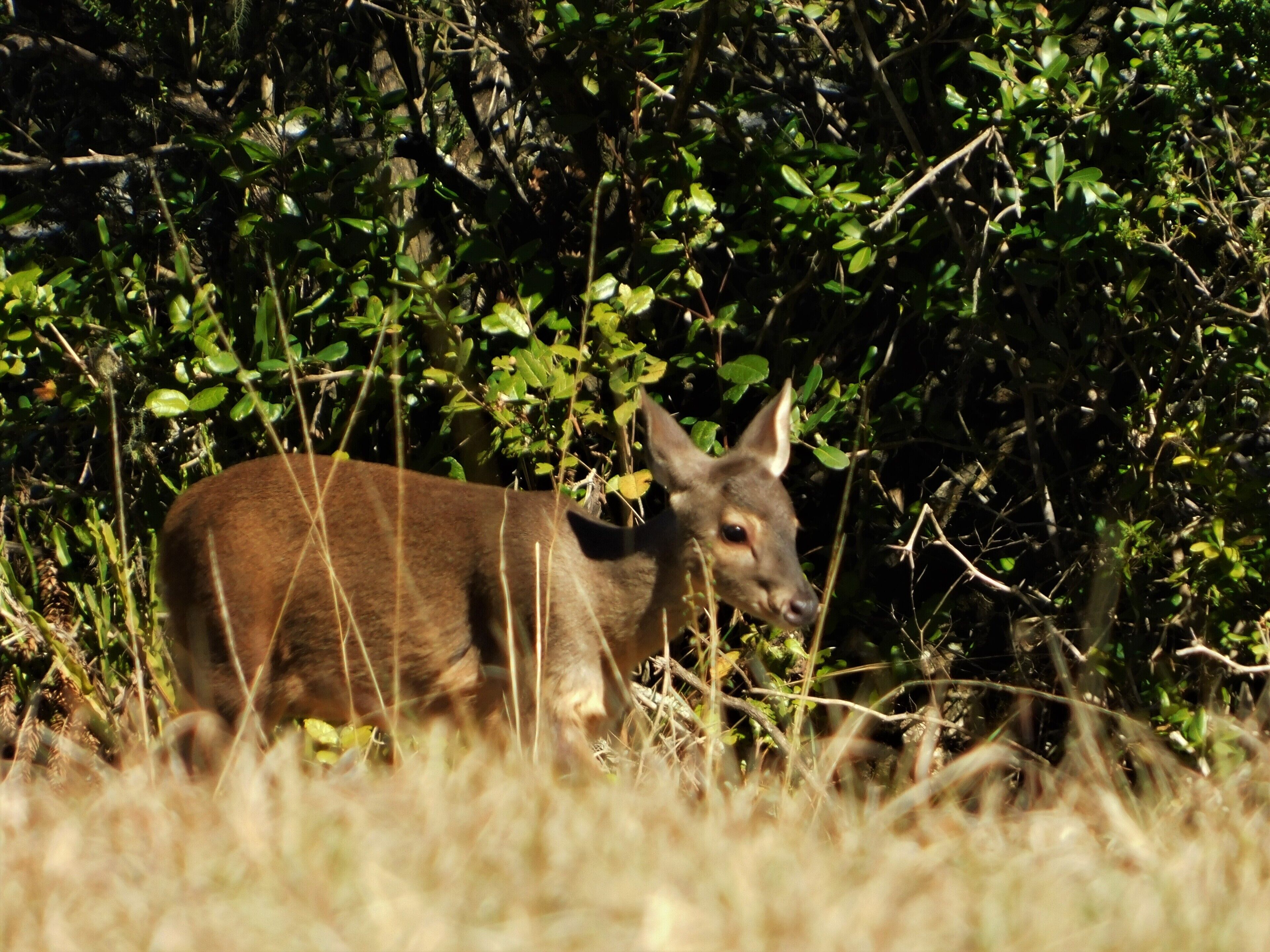 A deer in a natural setting with dense foliage in the background.