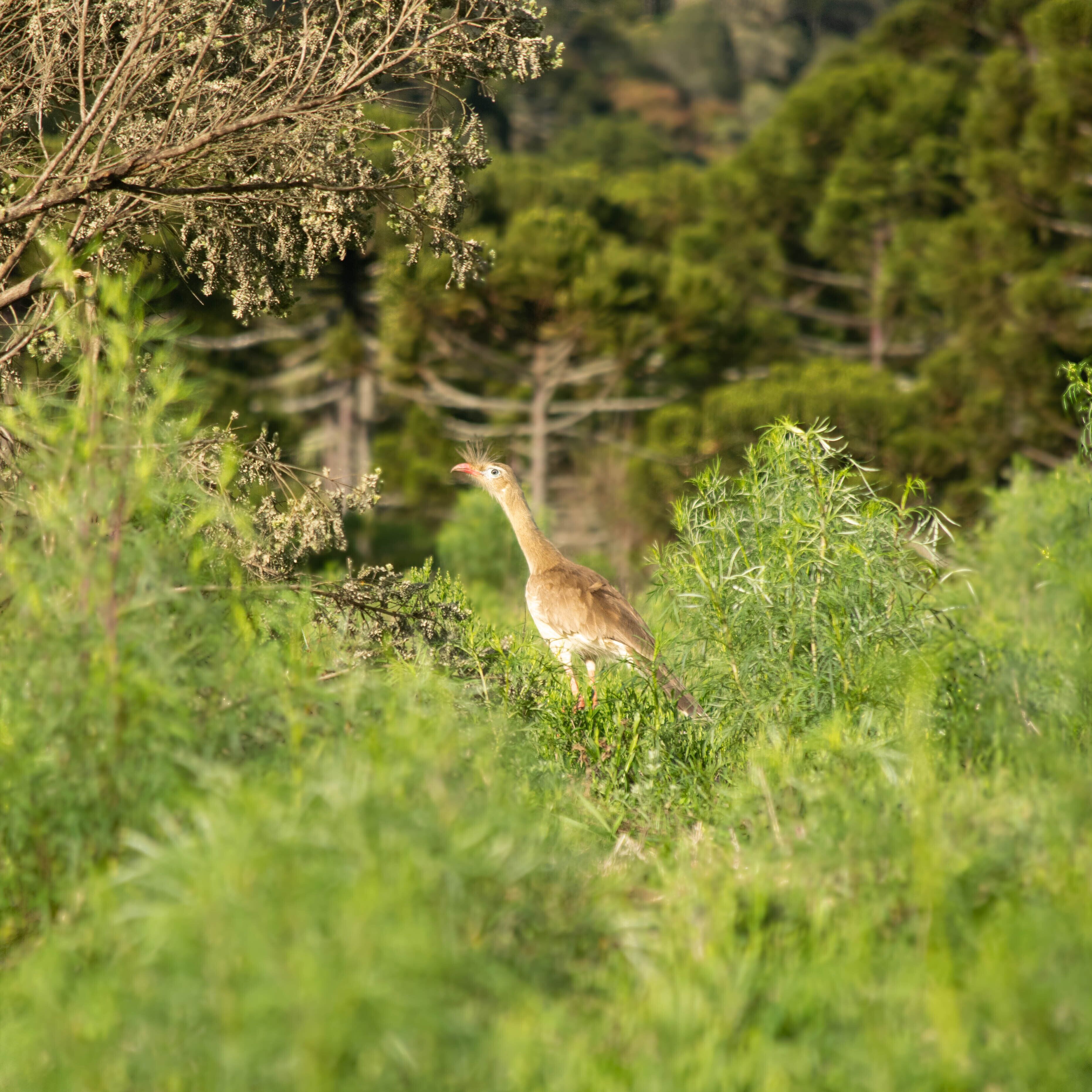 A bird in a natural setting with greenery and trees.