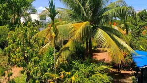 Un jardin luxuriant, avec des palmiers et diverses plantes tropicales.